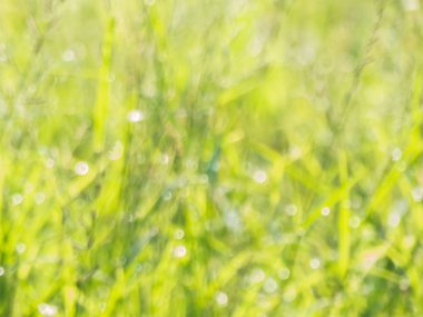 bulanıklık arka plan gün ışığından yaprakları bokeh.