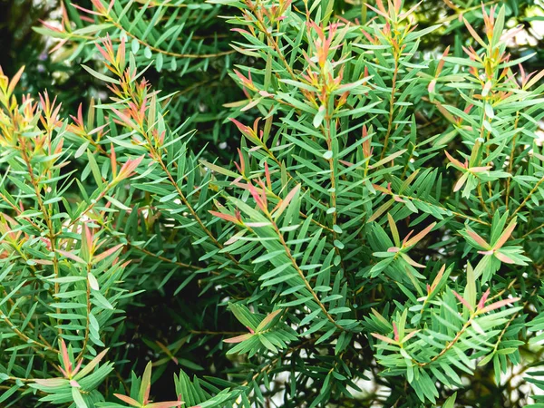 Close Fresh Orange Green Leaves Tiny Leaves Garden Natural Background — Stock Photo, Image