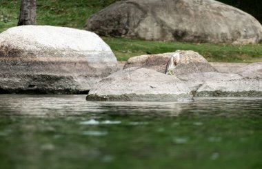 Egret havuzda bir kayaüzerinde duran