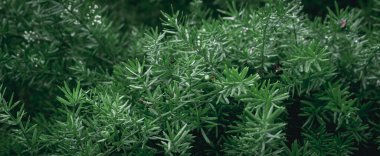 Arkaplan için küçük yeşil ağaç yaprakları