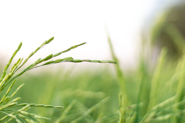 Close up green rice plant and blur background