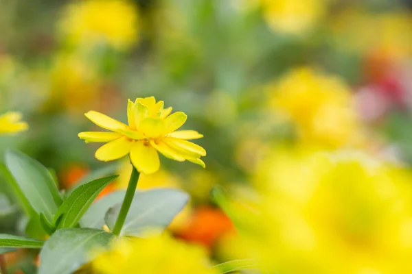 Bulanık doğal arkaplanda sarı çiçek
