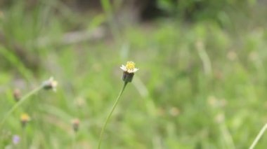 Rüzgarda hareket eden küçük çimen çiçeği ve bulanık yeşil arkaplan