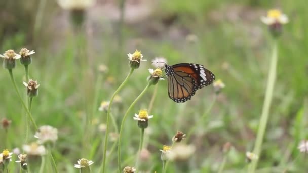 Piękny Motyl Małej Trawie Kwiaty Latać Innego Kwiatu — Wideo stockowe