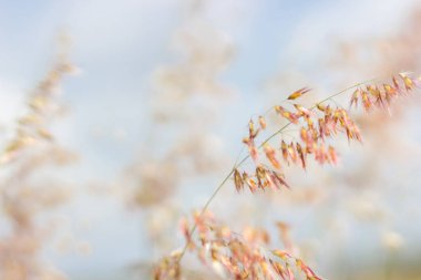 Küçük çim çiçeklerini kapat ve bulanık odak arkaplanı