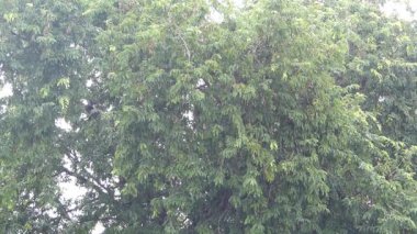 Yeşil büyük ağaç ve yağmurlu gün