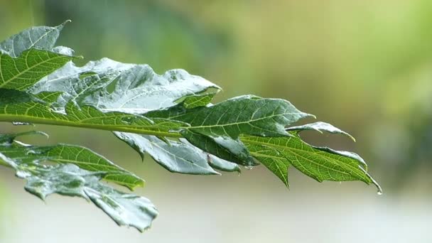 Les Feuilles Papaye Dans Jour Pluie — Video