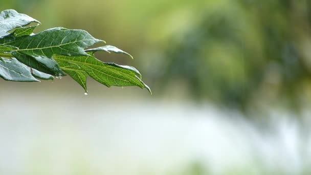 雨天木瓜的绿叶和模糊的自然背景 — 图库视频影像
