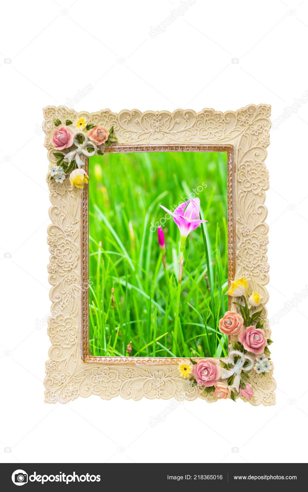 Image Frame Rose Texture Border Isolated White Pink Flower Green Image Of A Frame With Rose Texture Around Border Isolated On White And Inside Pink Flower Green Grass Photo By