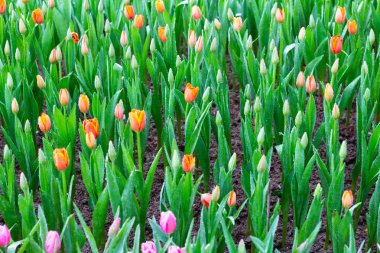 Renkli Lale çiçek çayır bahar doğa arka plan grafik ve oyun kağıdı tasarımı için