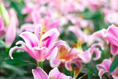 Renkli lily çiçek çayır bahar doğa arka plan grafik ve oyun kağıdı tasarımı için