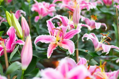 Renkli lily çiçek çayır bahar doğa arka plan grafik ve oyun kağıdı tasarımı için