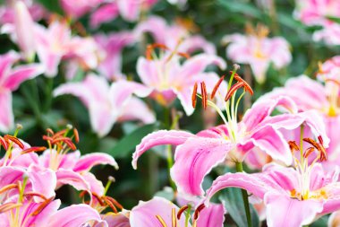 Renkli lily çiçek çayır bahar doğa arka plan grafik ve oyun kağıdı tasarımı için