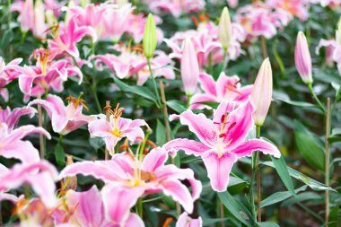 Renkli lily çiçek çayır bahar doğa arka plan grafik ve oyun kağıdı tasarımı için