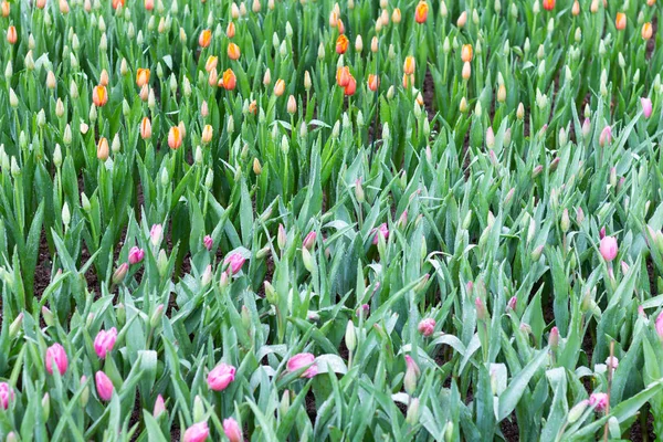 Fleurs Tulipes Colorées Prairie Printemps Arrière Plan Nature Pour Conception — Photo