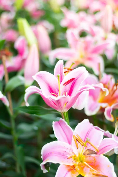 Renkli lily çiçek çayır bahar doğa arka plan grafik ve oyun kağıdı tasarımı için