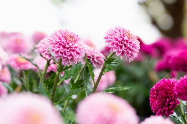 Renkli papatya çiçek çayır bahar doğa arka plan grafik ve oyun kağıdı tasarımı için