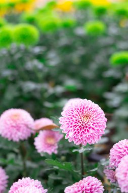 Renkli papatya çiçek çayır bahar doğa arka plan grafik ve oyun kağıdı tasarımı için