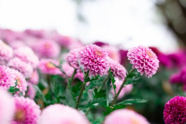 Renkli papatya çiçek çayır bahar doğa arka plan grafik ve oyun kağıdı tasarımı için