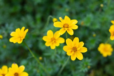 Renkli Cosmos çiçek çayır bahar doğa arka plan grafik ve oyun kağıdı tasarımı için