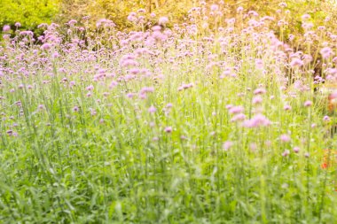 Renkli Mine çiçeği çiçek çayır bahar doğa arka plan grafik ve oyun kağıdı tasarımı için