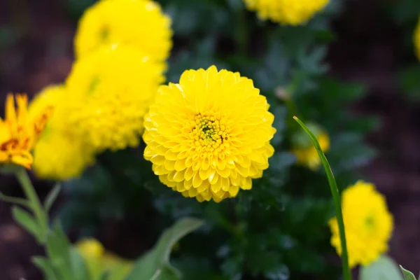 Bunte Chrysanthemen Blumen Wiese Frühling Natur Hintergrund Für Grafik Und — Stockfoto