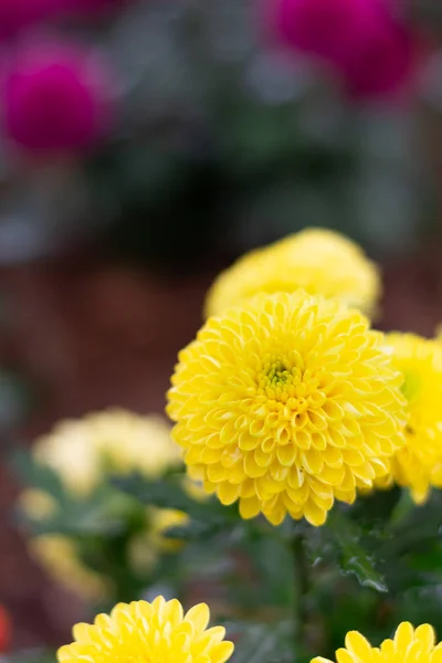 Bunte Chrysanthemen Blumen Wiese Frühling Natur Hintergrund Für Grafik Und — Stockfoto