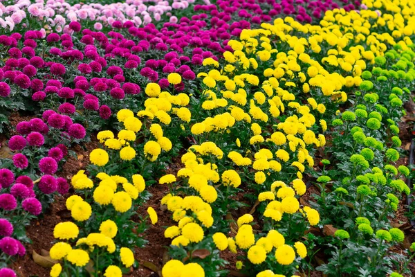 Barevné Chrysanthemum Květiny Louka Jarní Příroda Pozadí Pro Grafické Karta — Stock fotografie