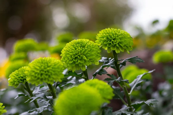 Bunte Chrysanthemen Blumen Wiese Frühling Natur Hintergrund Für Grafik Und — Stockfoto