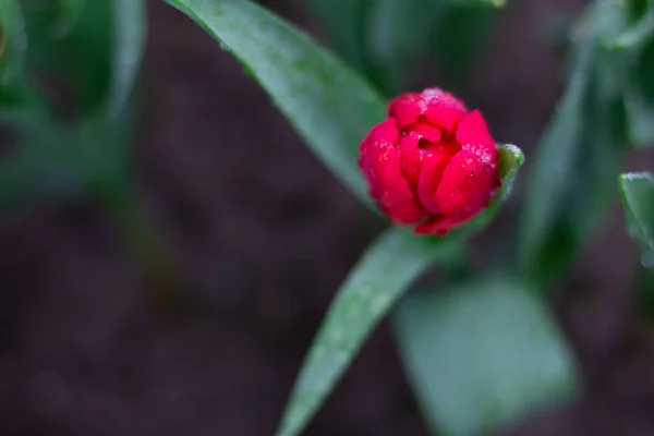 Coloridas Flores Tulipán Prado Primavera Naturaleza Fondo Para Diseño Gráfico —  Fotos de Stock