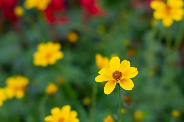 Colorful Cosmos Flowers Meadow Spring Nature Background Graphic Card Design — Stock Photo, Image