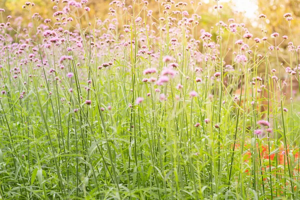 Renkli Mine çiçeği çiçek çayır bahar doğa arka plan grafik ve oyun kağıdı tasarımı için