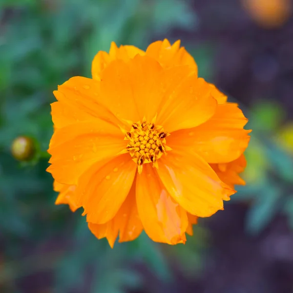 Colorful Cosmos Flowers Meadow Spring Nature Background Graphic Card Design — Stock Photo, Image