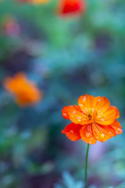 Kleurrijke Cosmos Bloemen Weide Voorjaar Natuur Achtergrond Voor Grafisch Kaart — Stockfoto