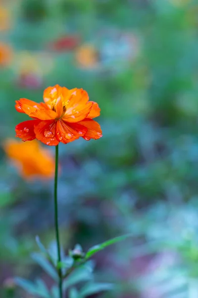 Kleurrijke Cosmos Bloemen Weide Voorjaar Natuur Achtergrond Voor Grafisch Kaart — Stockfoto