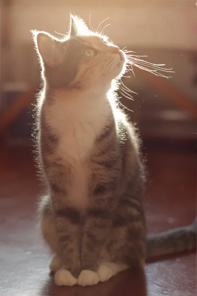 Cute Little Cat — Stock Photo, Image