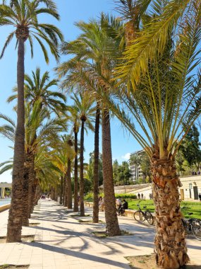 Turia sokak çeşmeleri tarafından palmiye ağaçları ile manzaralı bahçe.