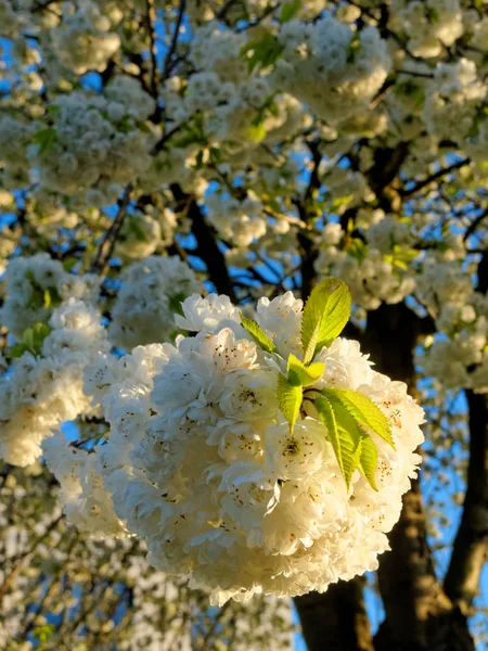 Cereja Selvagem Chamado Prunus Avium Plena Luz Amarela Subida — Fotografia de Stock