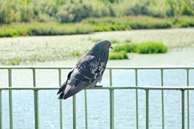 Baraj bariyer güvercini.