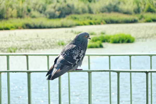Baraj bariyer güvercini.