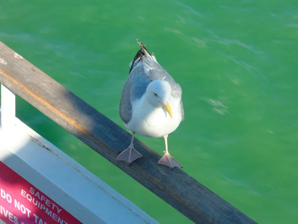 Seagull Ferry — Stock Photo, Image