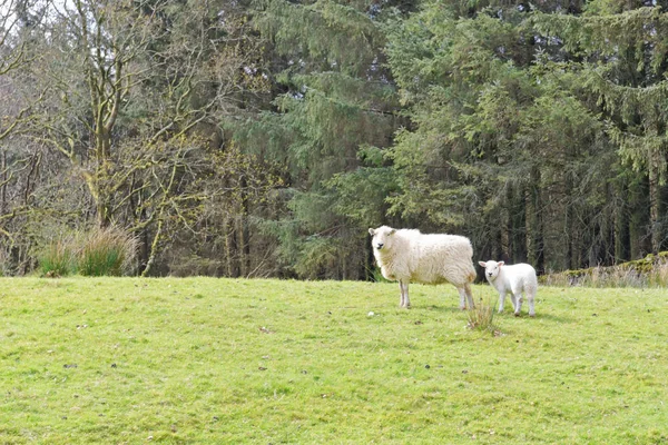 Schafe weiden in den Bergen von Snowdonia. — Stockfoto