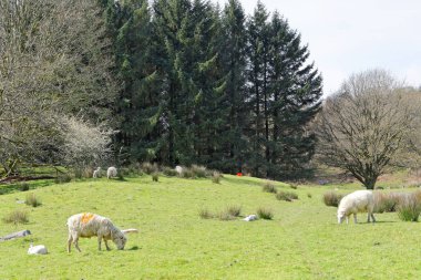 Snowdonia dağlarında orman yakınında koyun otlatmak