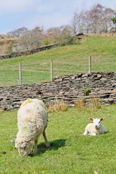 Ovejas y ovejas jóvenes pastan en las montañas de Snowdonia, Gales — Foto de Stock