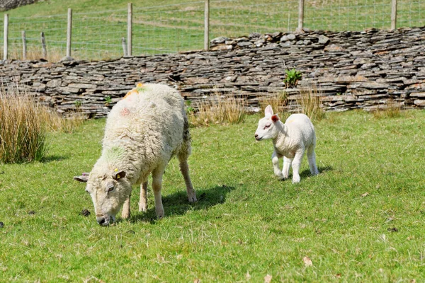 Ovejas y ovejas jóvenes pastan en las montañas de Snowdonia, Gales — Foto de Stock