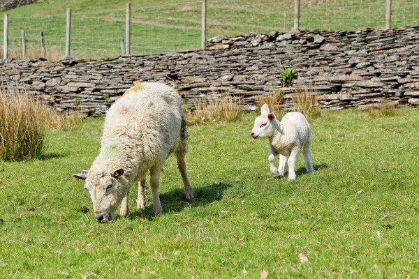 Moutons et jeunes moutons paissent dans les montagnes de Snowdonia, Pays de Galles — Photo