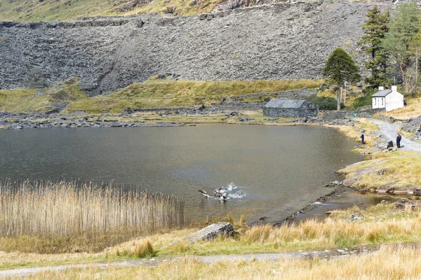 Yabani kazlar Galler 'deki Snowdonia Ulusal Parkı' ndaki göle uçuyor..