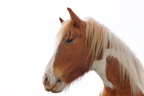 Gros plan de la tête d'un cheval dans le pâturage . — Photo