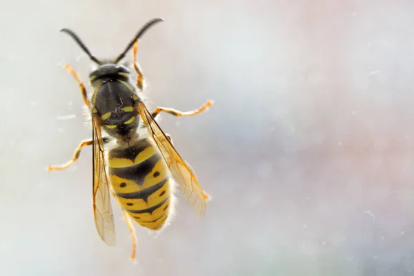 Wasp loopt langs het raam. — Stockfoto