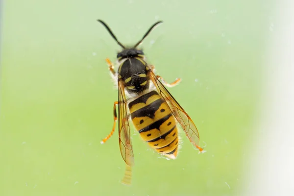 WASP prochází oknem. — Stock fotografie